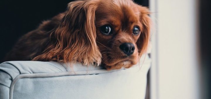 ¿Los perros son celosos?